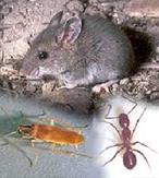 Pic of mouse, roach, ant